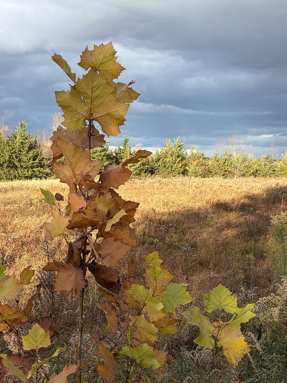 Current Finds No. 44, 10.25