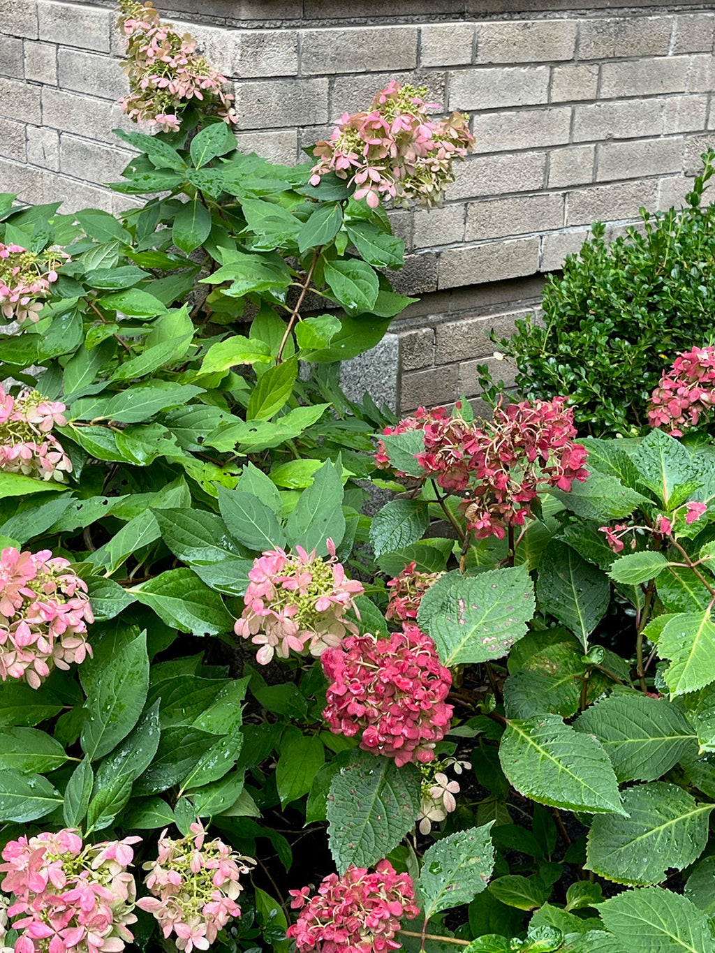 Current No. 43, 09.25