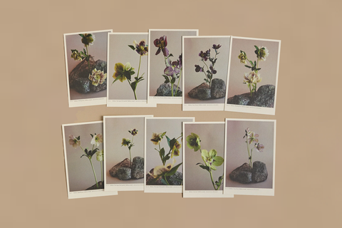 Helleborus Postcard Set